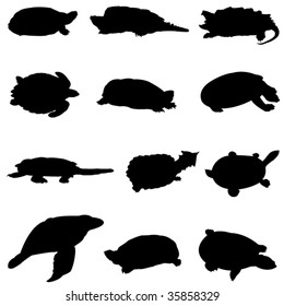 Turtle Series - from around the world strange turtles