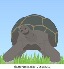 Turtle  turtle and shell in the grass  Flat design  vector illustration  vector 