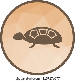 Turtle, shell, sea