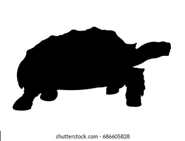 Turtle Silhouette vector illustration isolated