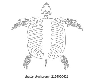 Turtle skeleton in isolate on white background. Vector illustration.