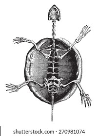 Turtle skeleton, vintage engraved illustration. Natural History of Animals, 1880.
