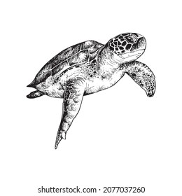 270 Turtle Etching Images, Stock Photos & Vectors | Shutterstock