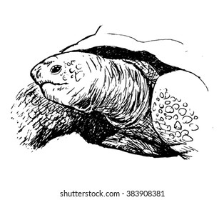 turtle sketch - vector