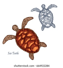 Turtle sketch vector icon. Sea reptile animal species of tortoise or terrapin with cartilaginous carapace shell. Isolated fauna and zoology symbol or emblem for fishing club or fishery seafood market