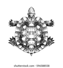 turtle drawing images stock photos vectors shutterstock