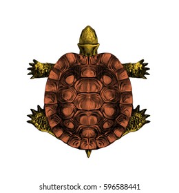 turtle top view, carapace, crawling, sketch, vector, color illustration