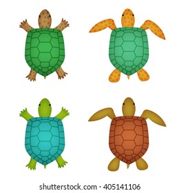 Turtle and tortoise in realistic style, top view