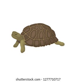 Tortuga, tortuga, animal repticie con caparazón de alivio, vectorial lateral Ilustración sobre fondo blanco