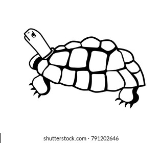 turtle tortoise reptile shell sea water aqua animal nature life clip art 