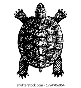 Turtle tortoise vector engraving illustration