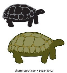 TURTLE  vector