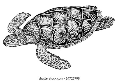 turtle vector