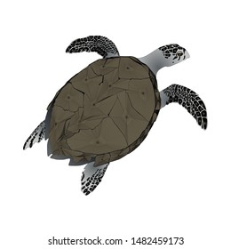 turtle vector art work picture