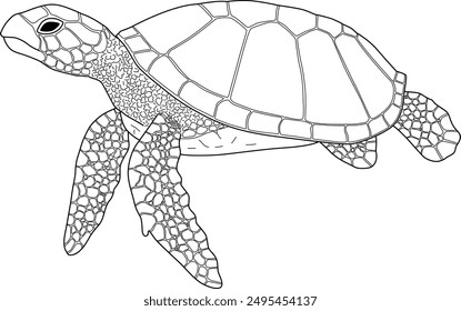 turtle vector coloring page or lineart