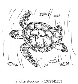 Turtle vector hand drawn illustration. Isolated on a transparent background