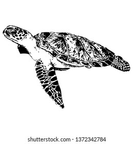 Turtle vector hand drawn illustration. Isolated on a transparent background