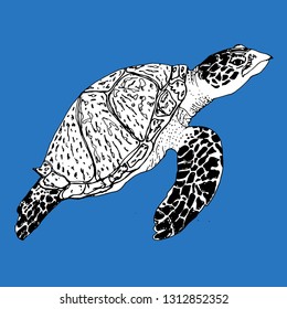 Turtle.  Vector hand drawn ink illustration. Isolated image. Sketch of artwork.