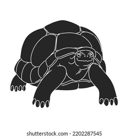 Icono de vector de tortuga.Icono de vector negro aislado en tortuga de fondo blanco.