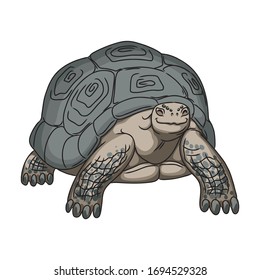 Turtle vector icon.Cartoon vector icon isolated on white background turtle.