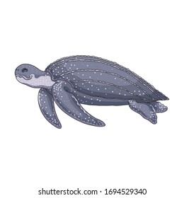 Turtle vector icon.Cartoon vector icon isolated on white background turtle.