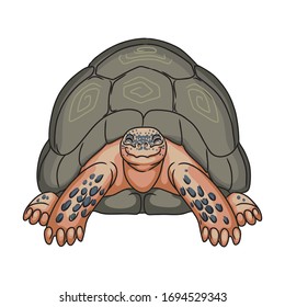 Turtle vector icon.Cartoon vector icon isolated on white background turtle.