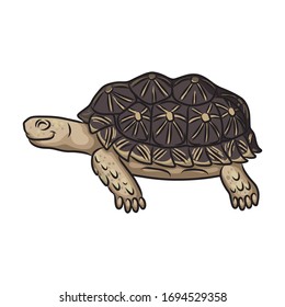 Turtle vector icon.Cartoon vector icon isolated on white background turtle.