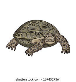 Icono vector de tortuga.Icono vectorial de caricatura aislado en tortuga de fondo blanco.