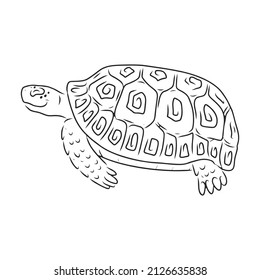 Turtle vector icon.Outline vector icon isolated on white background turtle.