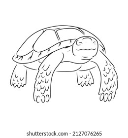 Turtle vector icon.Outline vector icon isolated on white background turtle.