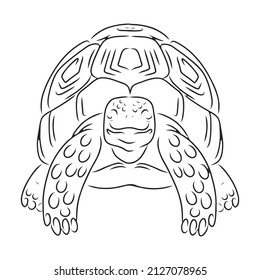 Turtle vector icon.Outline vector icon isolated on white background turtle.