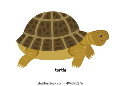 Turtle vector illustration