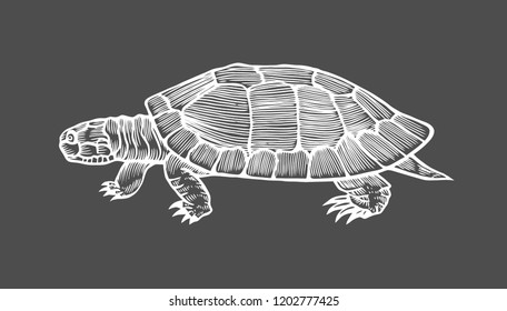 Turtle vector illustration. Scratch board style imitation. Hand drawn image. Isolated on black background