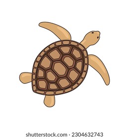 Turtle vector illustration. Sea life. Isolated on white background.