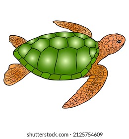 turtle vector illustration,isolated on white background,top view
