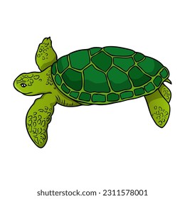 turtle vector illustration,isolated on white background,top view