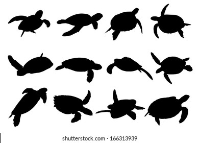 Turtle Vector Silhouettes. Collection of turtle vector silhouettes.