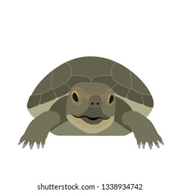 turtle vector, tortoise,