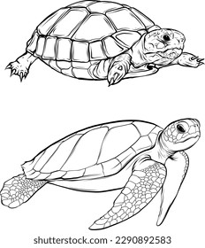 vector de tortuga con estilo de contorno vintage sobre fondo blanco