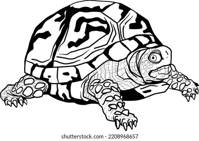 turtle vectors art style drawing artistic