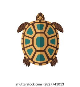 Turtle viewed from above on isolated white background.
