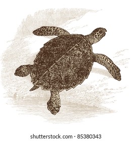 turtle - vintage engraved illustration - "Histoire naturelle" by Buffon and Lacépède published in 1881 France