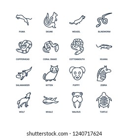 Turtle, Walrus, Whale, Wolf, Zebra, puma, copperhead, salamander, cottonmouth outline vector icons from 16 set