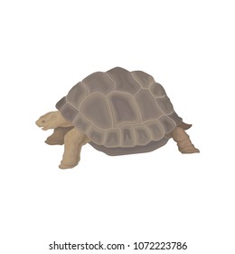 Turtle wild african animal vector Illustration on a white background
