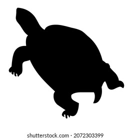 turtle wild animals life water