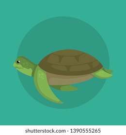 turtle wild sea animal with shell
