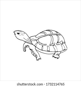 
Turtle. World Ocean Day. Fish and marine life. Hand drawn. Vector illustration in doodle style. Isolate on a white background. Coloring book for children