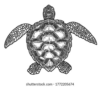 Turtle,Doodle hand drawn vector illustration.