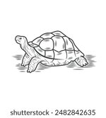 Turtles are animals belonging to the reptile group.