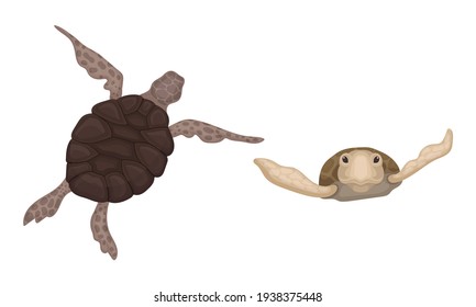 Schildkröten mit Bony Shell als Süßwasser-Testudin mit Fins Vector Set